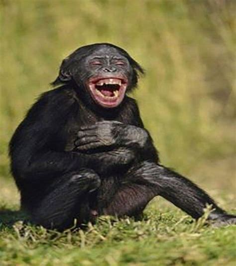 Top 40 Funny Animal Laughing Pictures Imagens De Macacos Animais