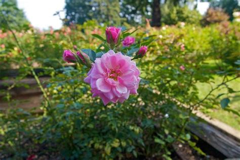 The first japanese rose garden appeared on the island of honshu in japan. Portland Japanese Garden + Rose Garden | Portland japanese ...