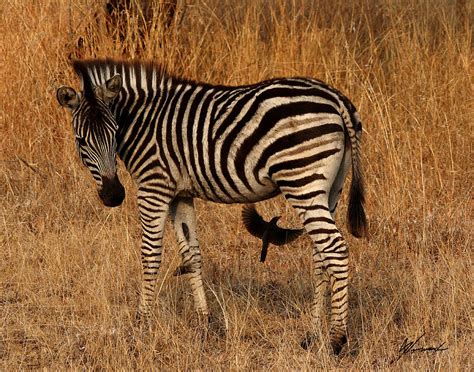 Little Zebra Photograph By Sarah Lalonde