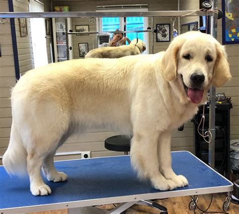 15 Best Golden Retriever Haircuts For Dog Lovers Page 3