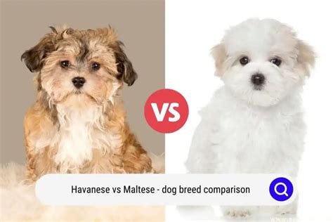 Havanese Vs Maltese Dog Breed Comparison With Photos Oodle Life