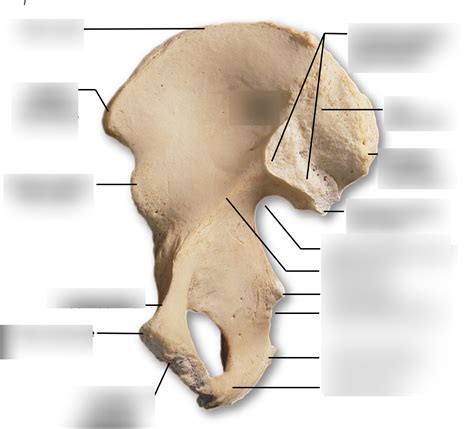 Right Hip Bone Medial View Diagram Quizlet