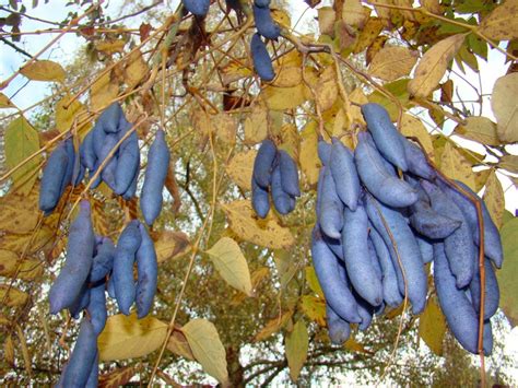 The Blue Sausage Fruit Aka Dead Mans Fingers Decaisnea Fargesii