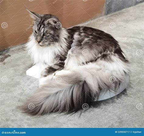 Us Maine Coon Cats Large Domestic Cat Breed Exotic Longhair Dog Like