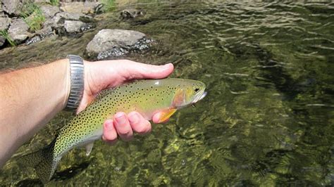 Westslope Cutthroat Trout Oregon Conservation Strategy