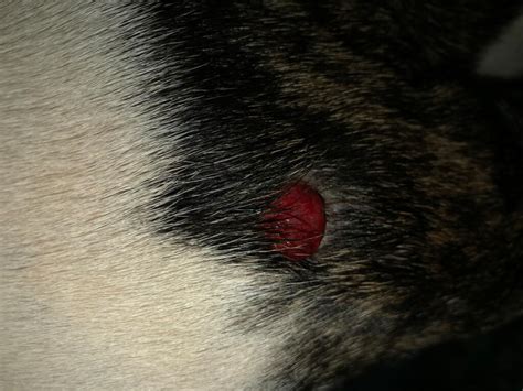 My Dog Has A Red Bump On His Skin Petcoach