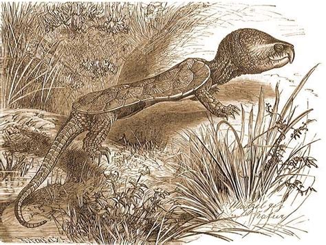 Brehm: Az állatok világa / 1. Nagyfejű teknősök (Platysternum Gray)