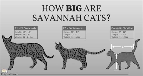 ⭐ for boys & girls complete kids shoe size chart by age overview children's shoe size conversion from us to uk, eu how to measure children's shoes ⭐. How Big are Savannah Cats? | Kitty Loaf