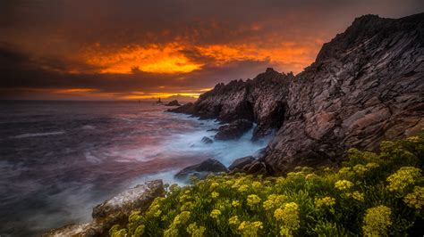 Flowers On The Coastline At Sunset Hd Wallpaper Background Image