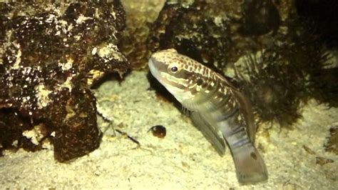 Bullet Goby Youtube