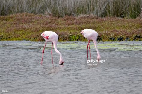 Lesser Flamingos West Coast National Park Langebaan Western Cape South
