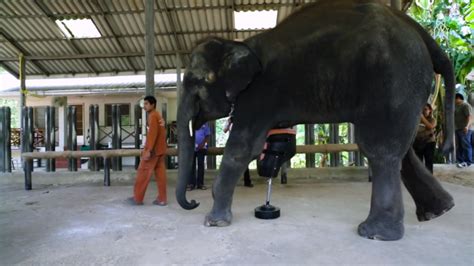 Meet Mosha The First Elephant With A Prosthetic Leg The Science Explorer