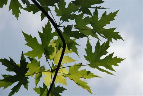Seed Of The Week Silver Maple Growing With Science Blog