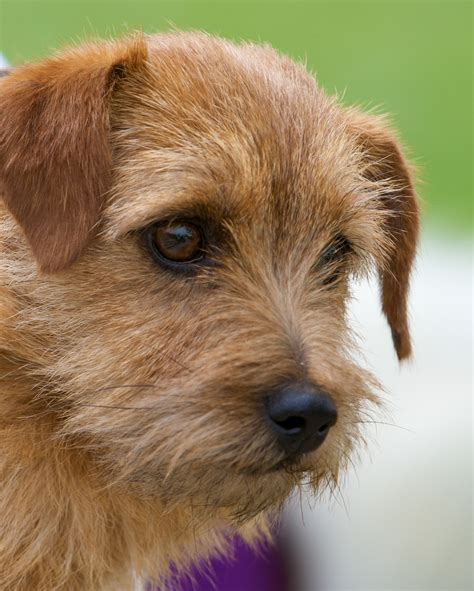 Terrier Dog Breed Chart