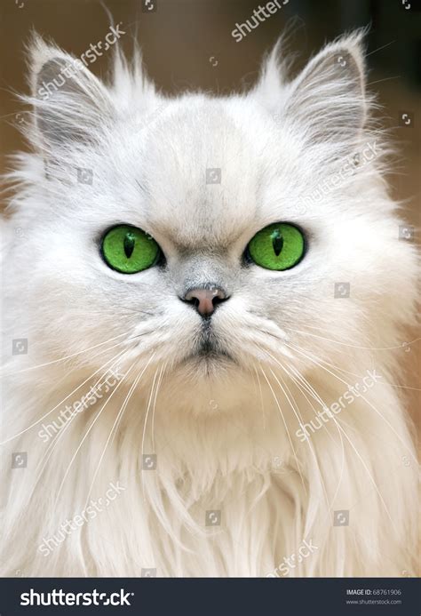 She will be sleeping in the sun when she suddenly explodes, running around the. Green Eyes Persian Cat Stock Photo 68761906 - Shutterstock