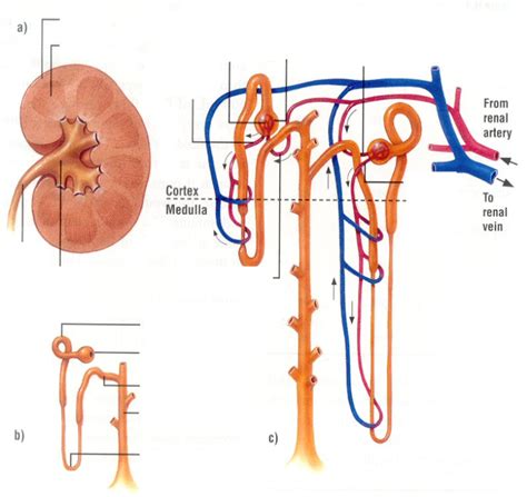 Nephron Functional Unit Of Kidney Diagram Quizlet