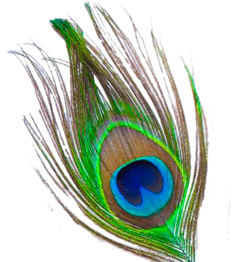 peacock feather free download png png all