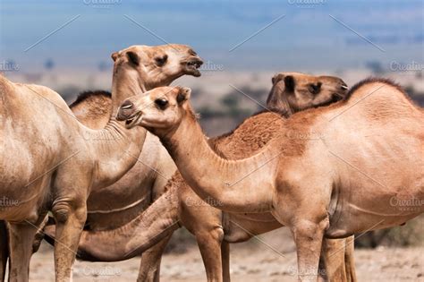 Group Of Camels Africa High Quality Animal Stock Photos ~ Creative