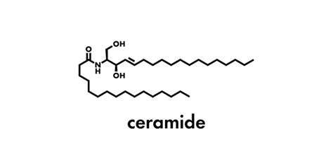 What Are Ceramides Everything About Ceramide Skin Care Products For F