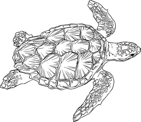 Turtle Outline You Can Change These According To Your Preference