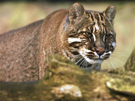 10 Incredibly Rare Wild Cat Species You Didnt Know Exist