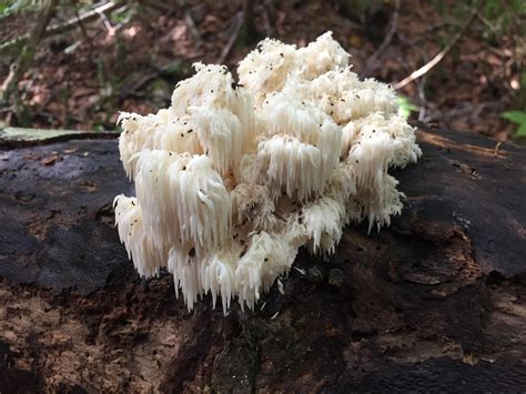 What Type Of Fungus Is This Its Pretty Radirondacks