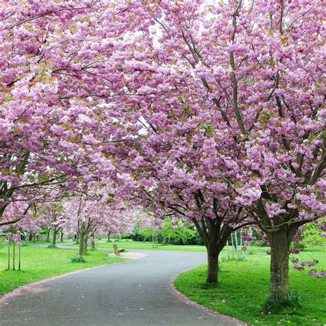 All About Cherry Blossoms Facts And Planting Tips Tree Lined