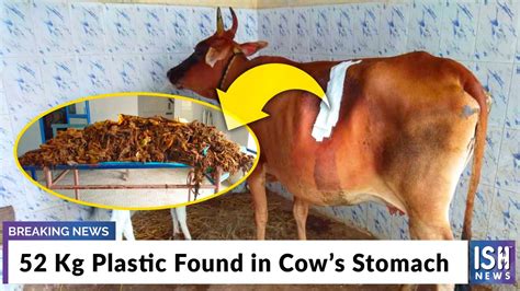 52 Kg Plastic Found In Cows Stomach YouTube