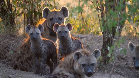 Inheriting Mothers Friends Key To Hyena Success Msutoday Michigan
