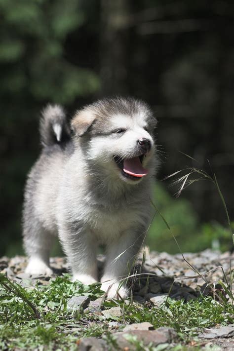 Aus dieser verpaarung haben wir noch 2 hündinnen frei. Alaskan Malamute Welpen Galerie - Alaskan Malamute Kennel ...