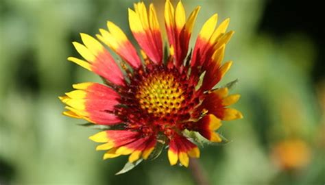 Full sun or part shade flower color: The Best Perennials for Zone 7 | Garden Guides