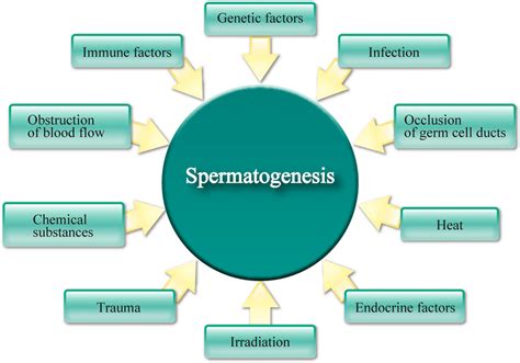 The Risk Factors Of Spermatogenesis Various Endogenous And Exogenous