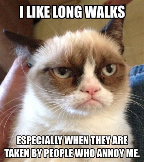46 Long Walks The 50 Funniest Grumpy Cat Memes Complex