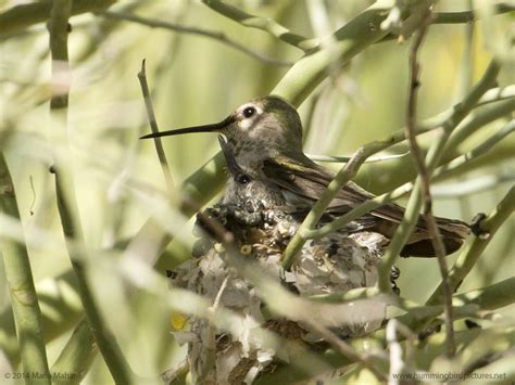 Hummingbird Nests At The Desert Botanical Garden