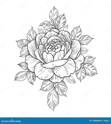 Hand Drawn Monochrome Rose Bud With Leaves Stock Vector Illustration