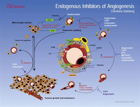 Endogenous Inhibitors Of Angiogenesis Journal Of Cell Science