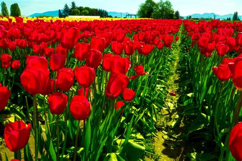 Red Tulip Field Hd Wallpaper Background Image 3600x2400