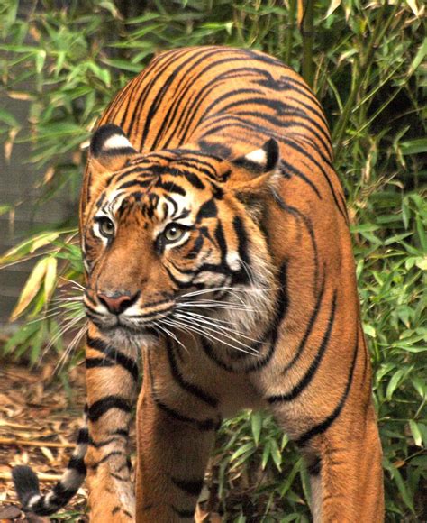 Sumatran Tiger Save The Tiger Tiger Love Gorgeous Cats Animals