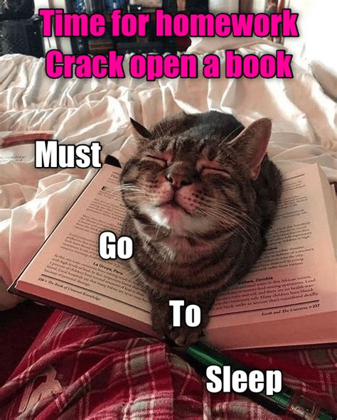 Homework Is Good For Sleeping Lolcats Lol Cat Memes Funny Cats