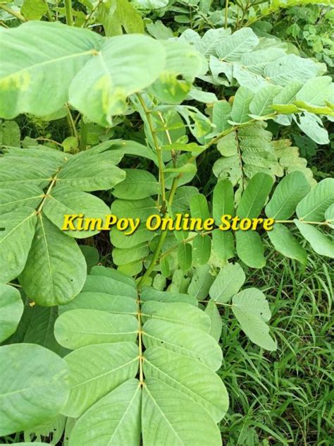 Akapulko Leaves Organicakalpulco Leavesdahon Ng Bayabas Bayabasan