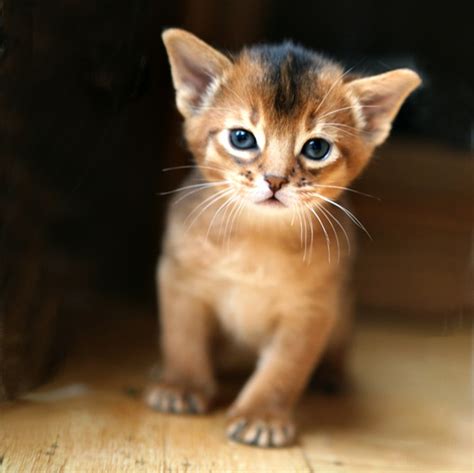 Abyssinian cat accessories include toys to keep furry friends entertained and occupied when the owner is away. 10 Most Friendly Cat Breeds in The World