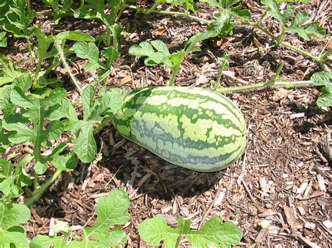 Can gardenias be grown inside? IMG_0608 | A watermelon growing in the garden | bobu | Flickr
