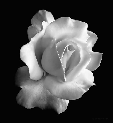 Porcelain Rose Flower Black And White Photograph By Jennie Marie Schell