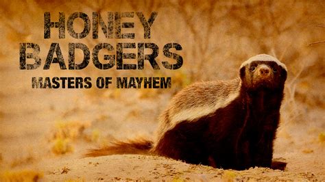 How To Watch Honey Badgers Masters Of Mayhem Uktv Play