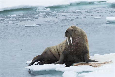 Walrus On Ice Floe Photograph By John Shaw Fine Art America