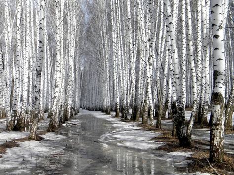 Birch Forest In Winter Tree Nature Wallpaper Tree Forest White