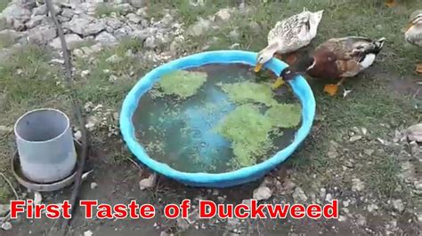 Find out more about duckling care and their food. Will My Ducks Eat Duck weed? - YouTube