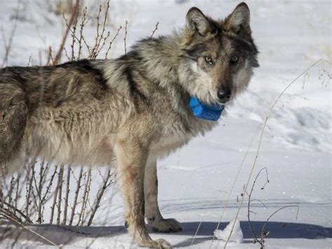 Wildlife Officials Investigate Deaths Of 3 Mexican Gray Wolves Knau