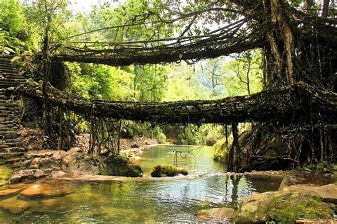 The Extraordinary Living Root Bridge In Meghalaya India The