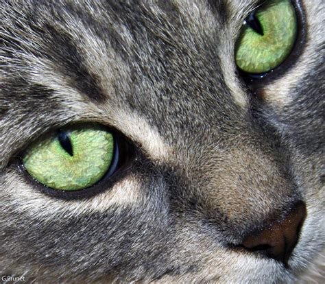Cat Breeds Green Eyes Dogs And Cats Wallpaper